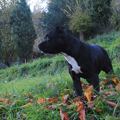 Dog photograph used in the original CLIP paper's zero-shot classification diagram