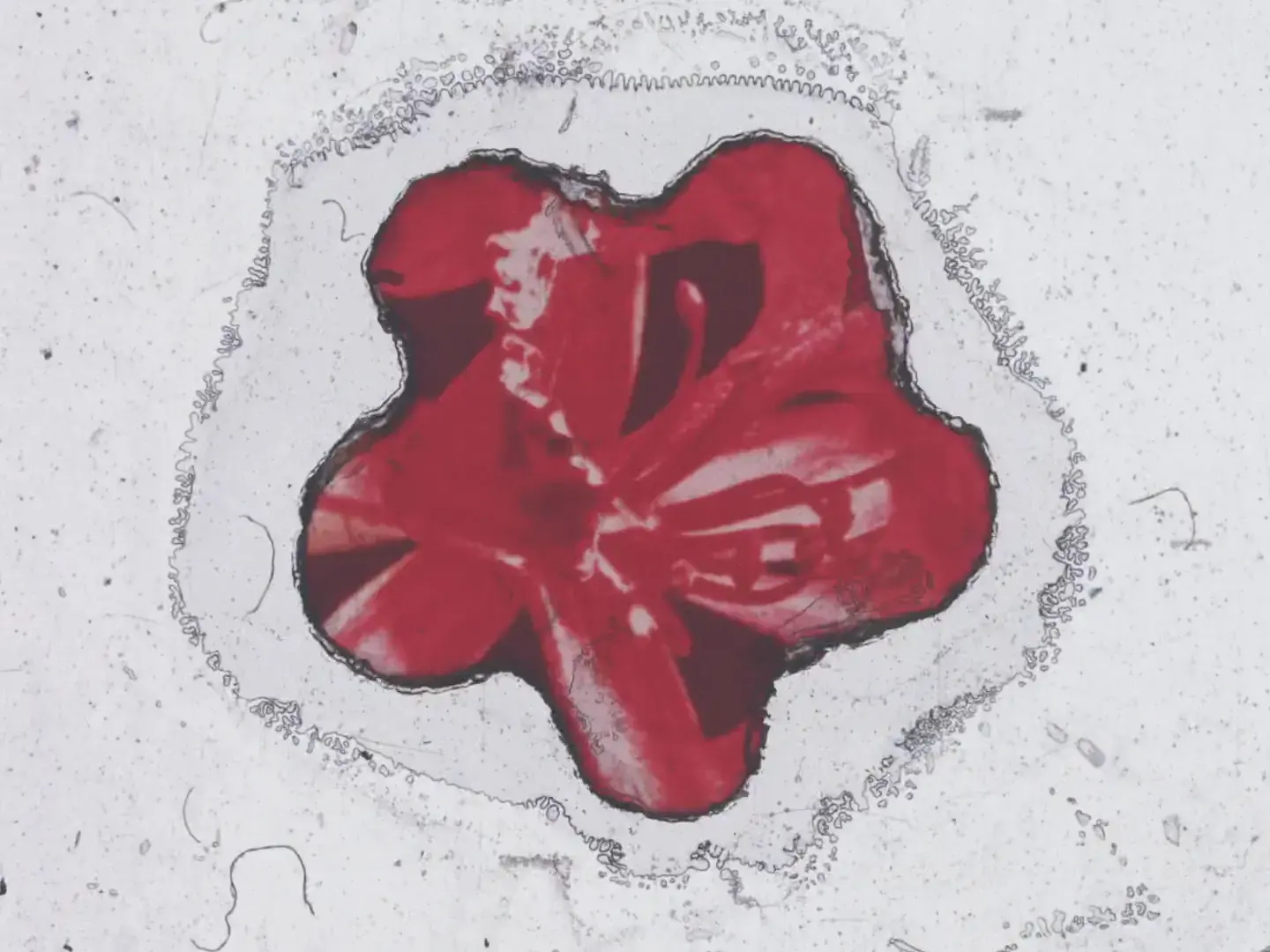 Red flower shape with laserprinted cyan restoration on degraded 16mm film frame