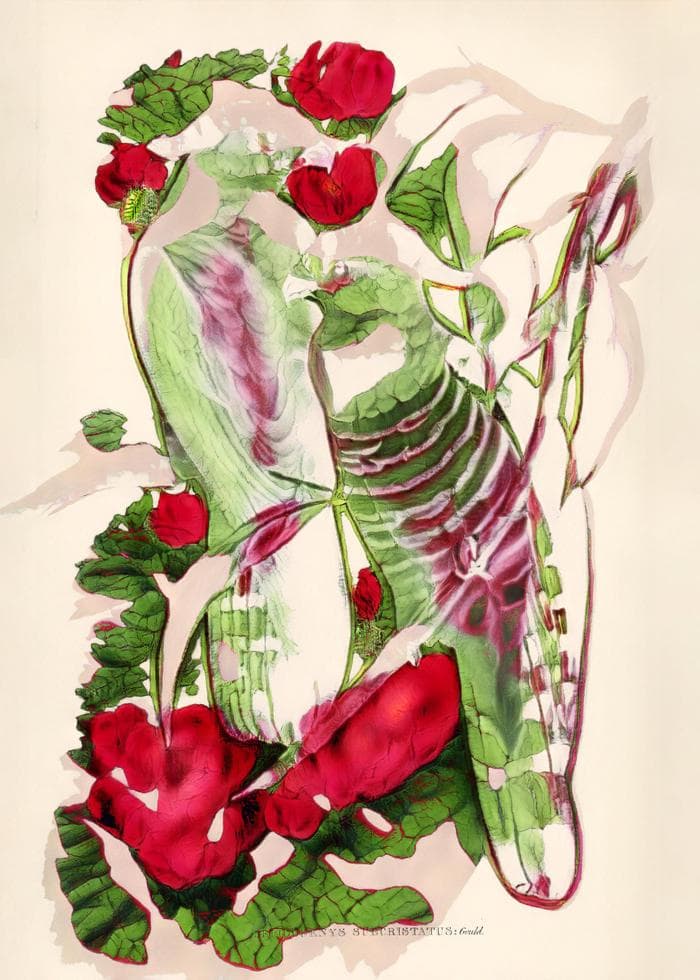 Ghostly parrots dissolving into red roses and green foliage in botanical illustration style