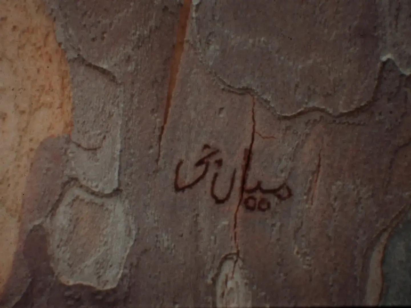 Arabic script carved into Ektachrome film frame showing mottled bark texture in warm earth tones with visible film grain