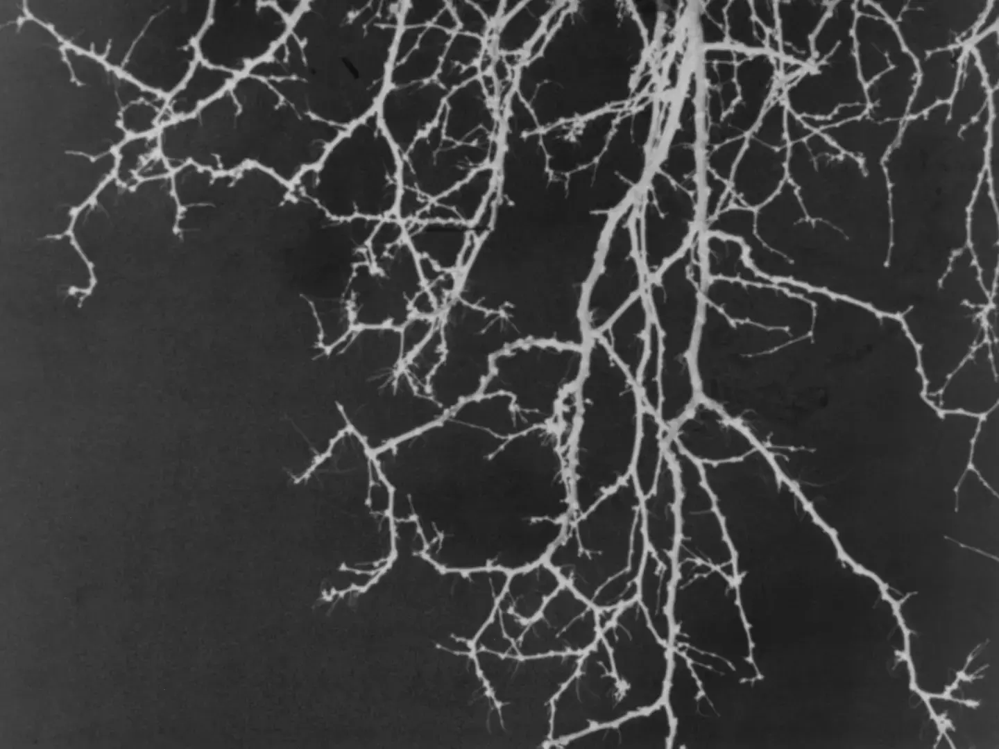 White tree branches spreading like neural networks against dark grey 16mm film grain