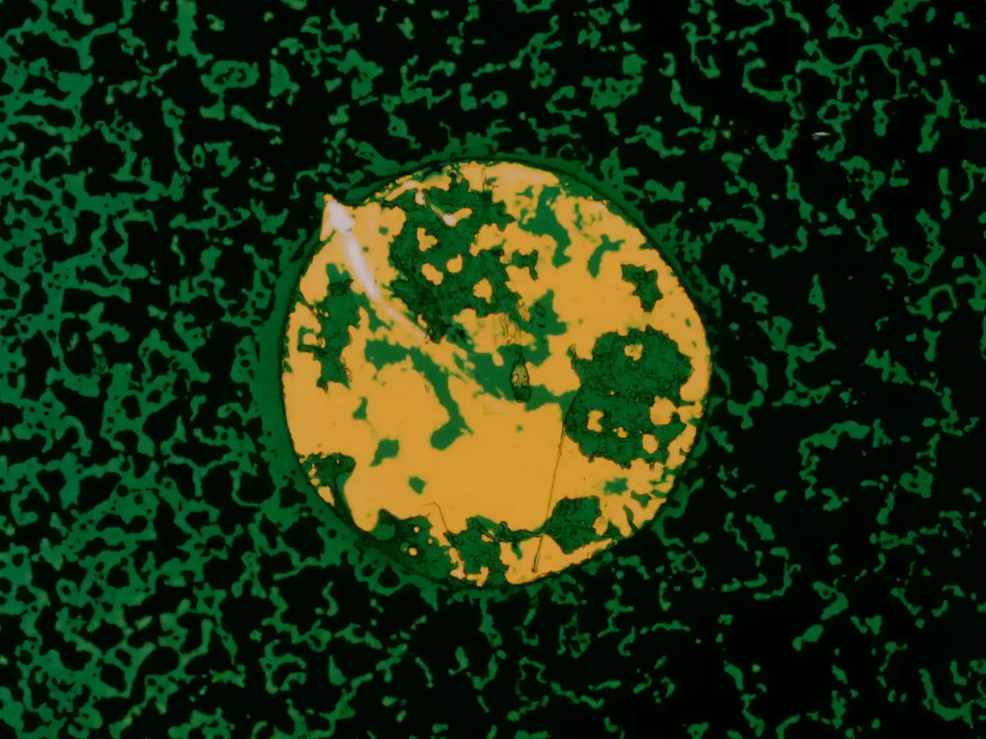 Handmade cameraless film frame with golden yellow circular shape against dark green mottled background, organic lichen-like textures