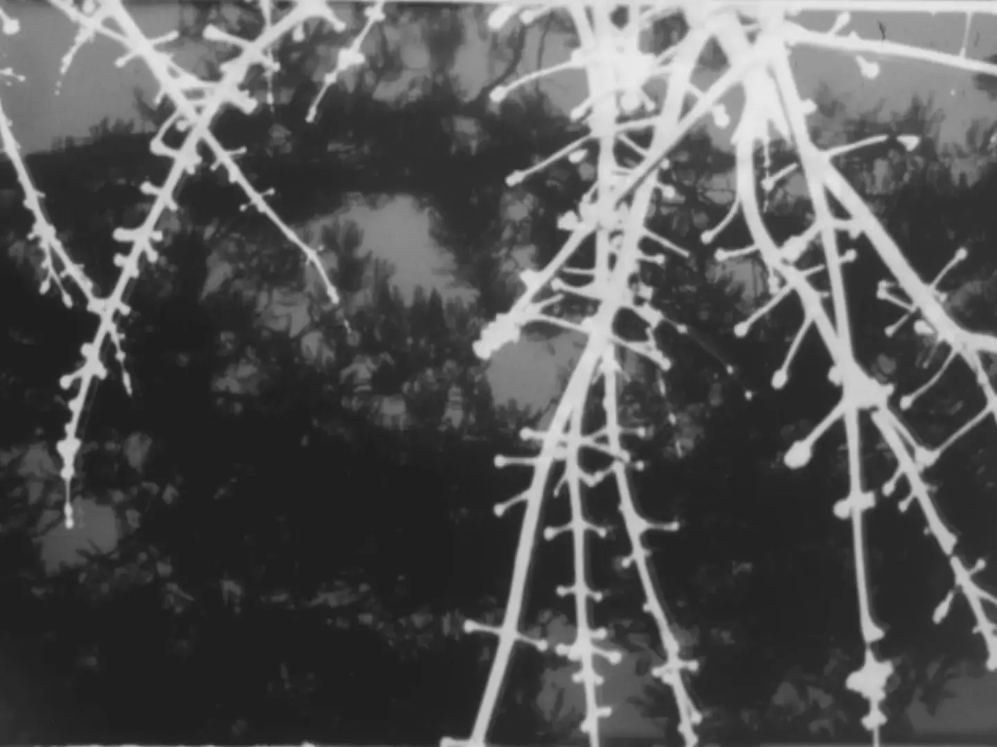 High contrast white branches with bud tips against dark foliage on 16mm negative