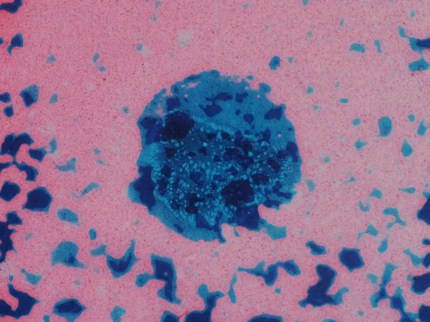 Handmade cameraless film frame with deep blue circular cluster against pink background, grainy film texture with scattered organic shapes