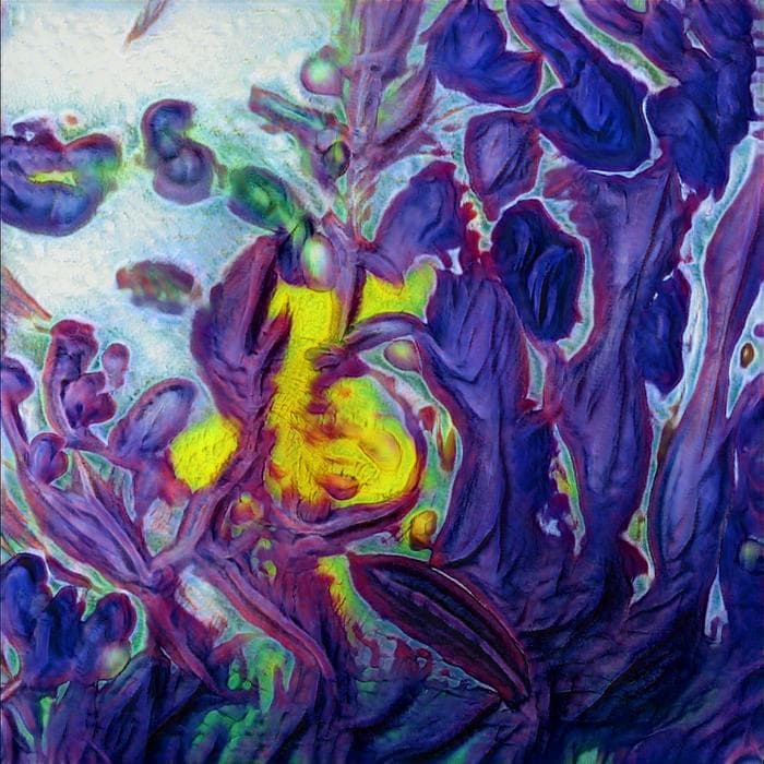 purple oil plaint flower looking thing